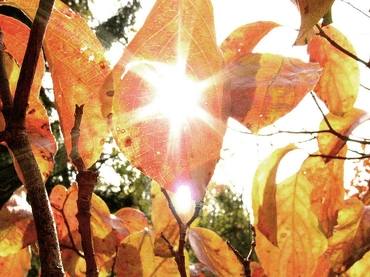 sunshine+star through leaf